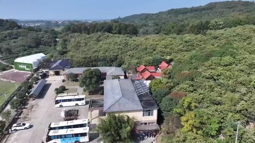 江蘇南京:板栗飄香采摘忙